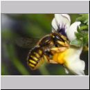 Anthidium manicatum - Grosse Wollbiene w16c 10mm.jpg